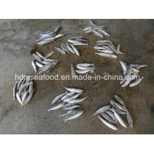 High Quality Fish Big Size Sardine for Bait (Sardinella aurita)